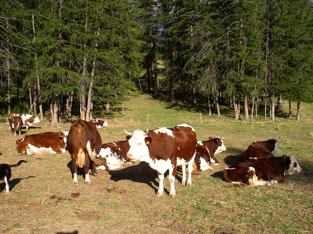 Agriturismo Barba Gust Cesana Torinese Buitenkant foto